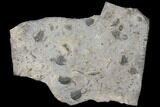 Plate Of Ceraurus Trilobites - Walcott-Rust Quarry, NY #133173-1